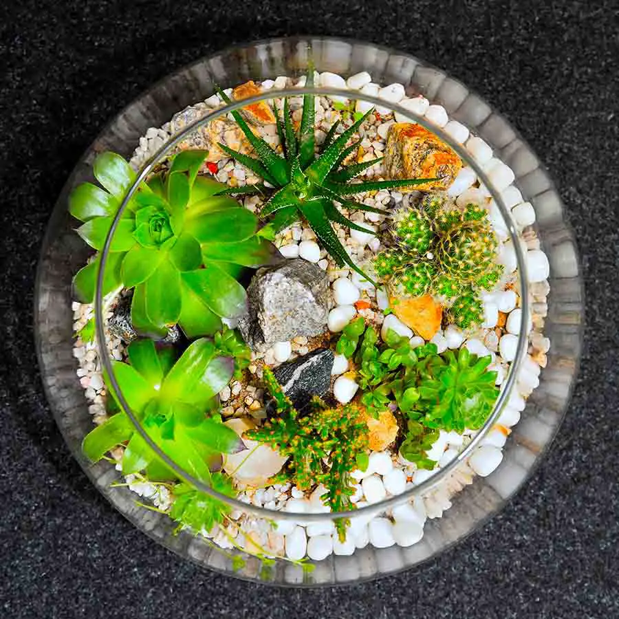 alternative corporate gifts - terrarium workshop