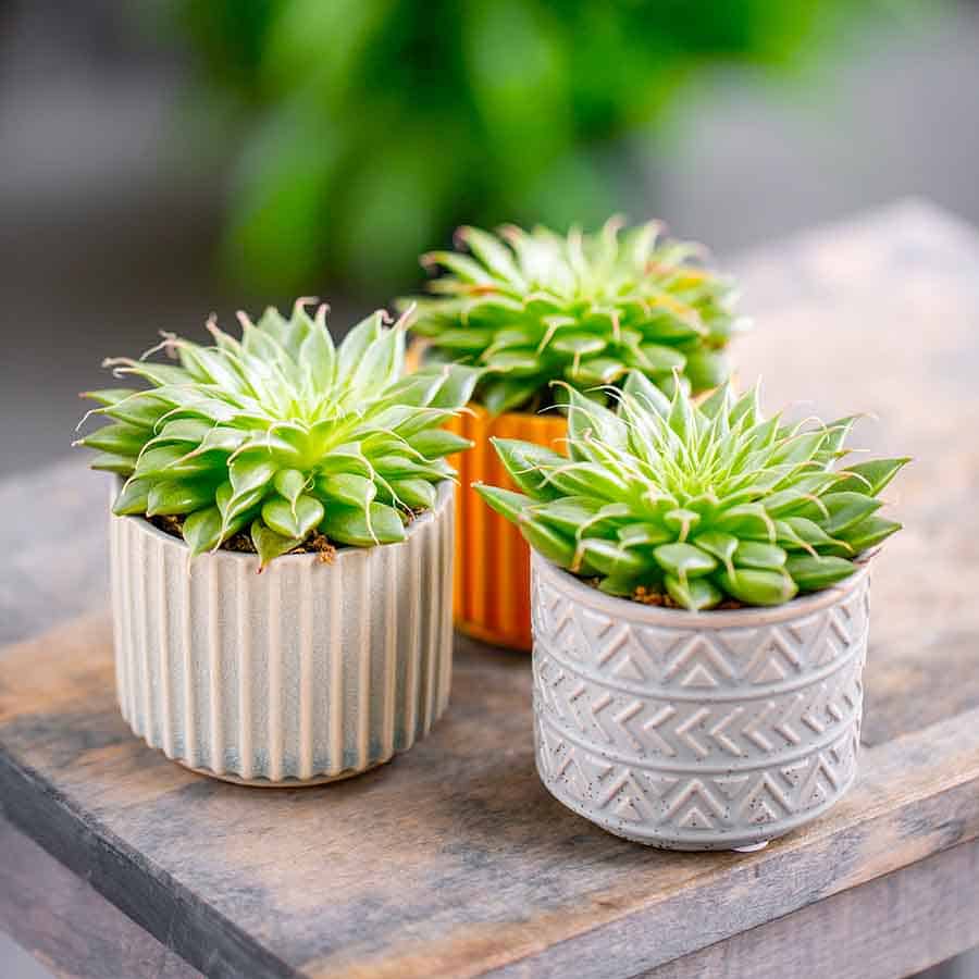 succulent wedding favours